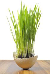 Tranh A