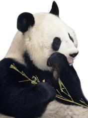 Tranh A