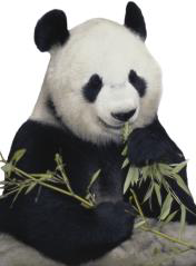 Tranh C